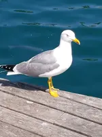 Möwe.webp