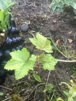 2018-04-24 - was bin ich.webp