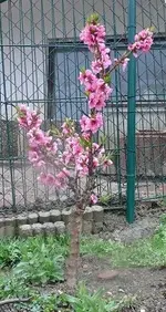 k-P1120926.webp