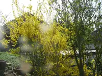 k-P1120944.webp