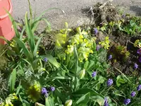 k-P1120938.webp
