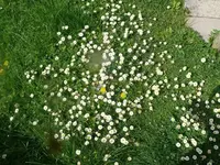 k-P1120953.webp