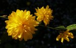 2018yellow06.jpg