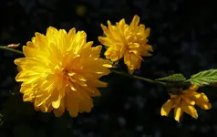 2018yellow06.webp
