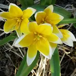 2018yellow04.webp