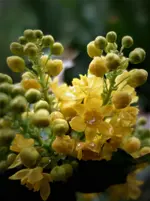 2018yellow05.webp
