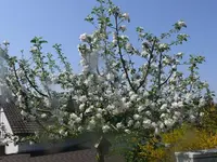 k-P1130104.webp