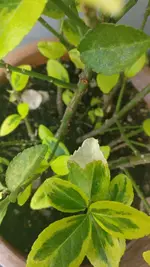 2018-04-25 09.11.44.webp