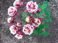 20180425_113438.webp