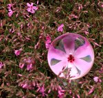 Glaskugel_pinke Polsterphlox_900.JPG