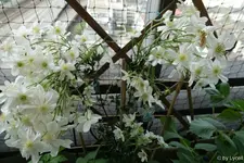 c064.webp