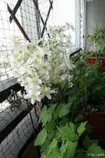 c065.webp
