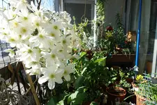 c066.webp