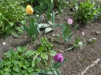 P1020334Tulpen.webp