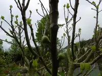 P1020329Feigenbaum.jpg