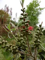 P1020327Australischer Weihnachtsbaum.jpg