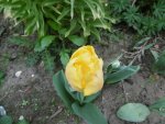 P1020326Tulpe.jpg