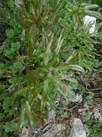 P1020349Pfingstrose.webp
