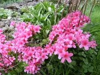 P1020348Azalee.webp