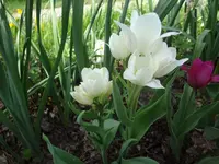 DSC02776.JPG