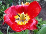 Tulpenblüte.jpg