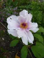 P1050517.webp