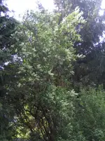 BILD9289.webp