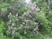 BILD9298.webp