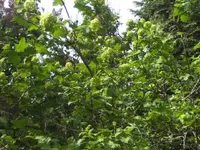 BILD9297.webp