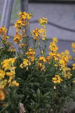 _MG_2734.webp