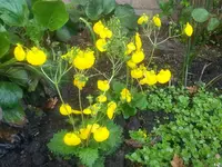 Calynopsis.webp