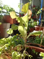 c068.webp