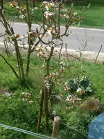 k-P1120955.webp