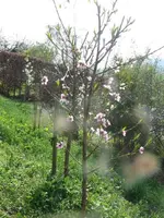 k-P1120962.JPG