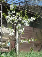 k-P1130011.webp