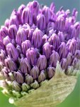 Allium im Aufblühen..jpg