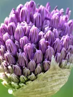 Allium im Aufblühen..jpg