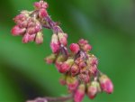 Leuchtkäfer (Heuchera)..jpg