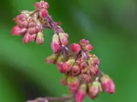 Leuchtkäfer (Heuchera)..webp
