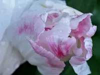 Tulpe nach Regen..webp