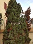 Thuja 2.jpg