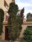 Thuja.jpg