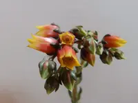 P4270083.webp