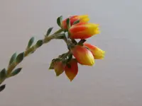P4270086.webp