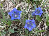 Gentiana acaulis (2).webp