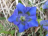 Gentiana acaulis (3).webp