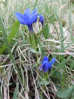 Gentiana verna (2).webp