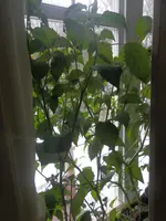 P4260578.webp