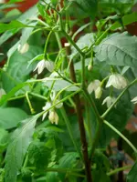 P4260580.webp