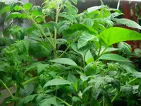 P4260581.webp